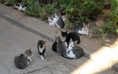 Anuncio municipal sobre los gatos callejeros