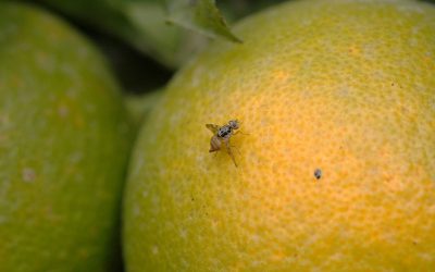 Anuncio Municipal: Tratamientos aéreos para la Mosca del Mediterráneo